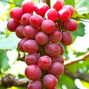 UVA SENZA SEMI APIRENA ROSSA IN VASO 14CM