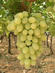 UVA VITTORIA IN VASO 14CM