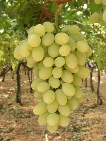 UVA VITTORIA IN VASO 14CM