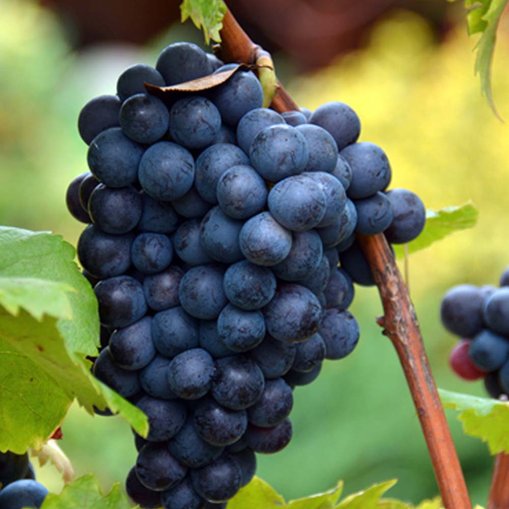 UVA FRAGOLA NERA IN VASO 15CM
