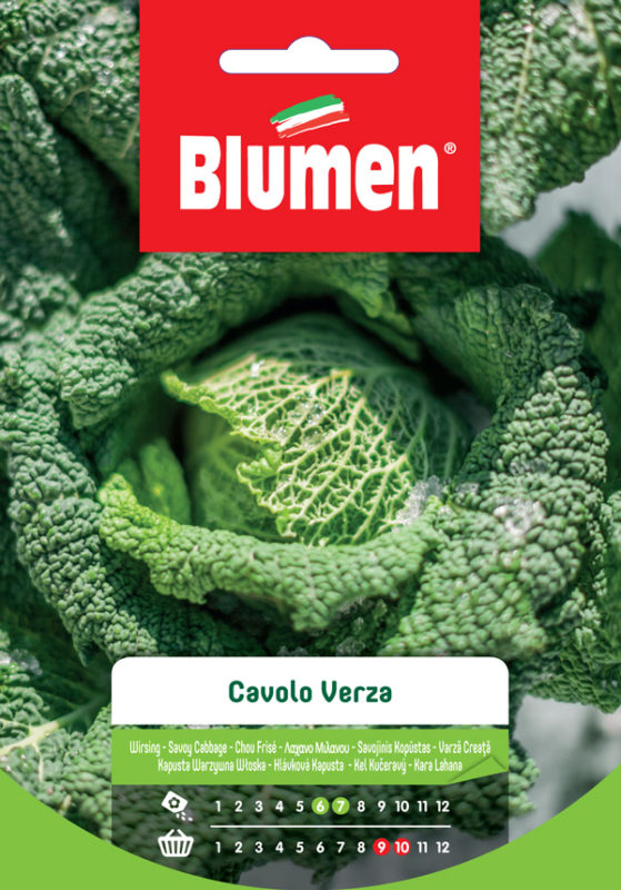SEMI DI CAVOLO VERZA