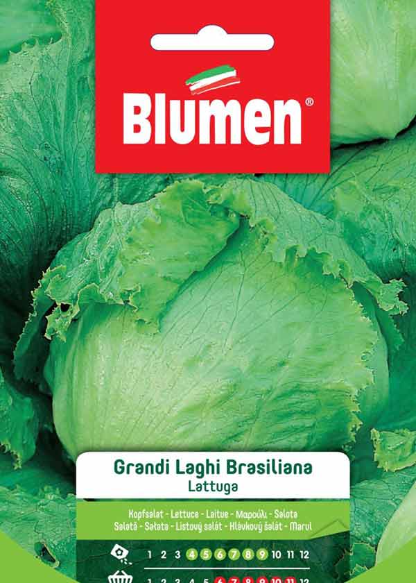 SEMI LATTUGA GRANDI LAGHI BRASILIANA