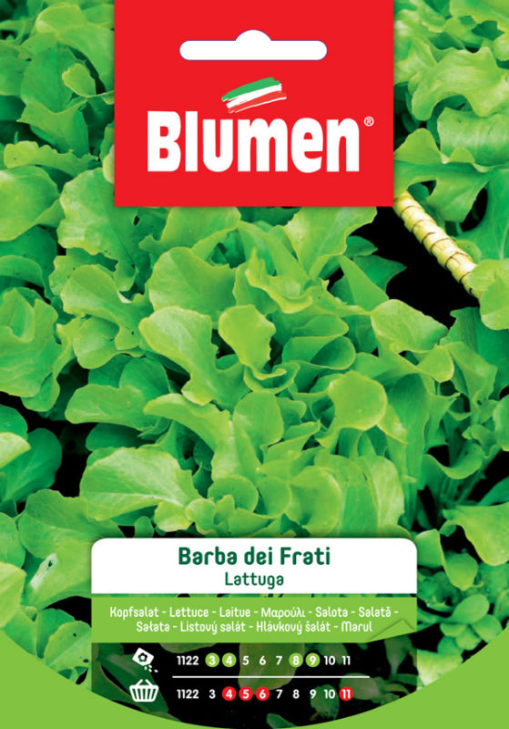 LATTUGA BARBA DEI FRATI BLUMEN