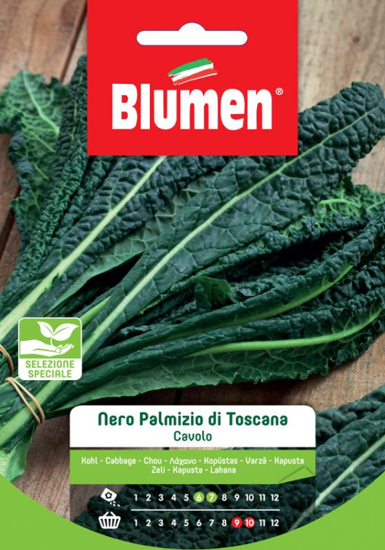 SEMI CAVOLO NERO PALMIZIO DI TOSCANA