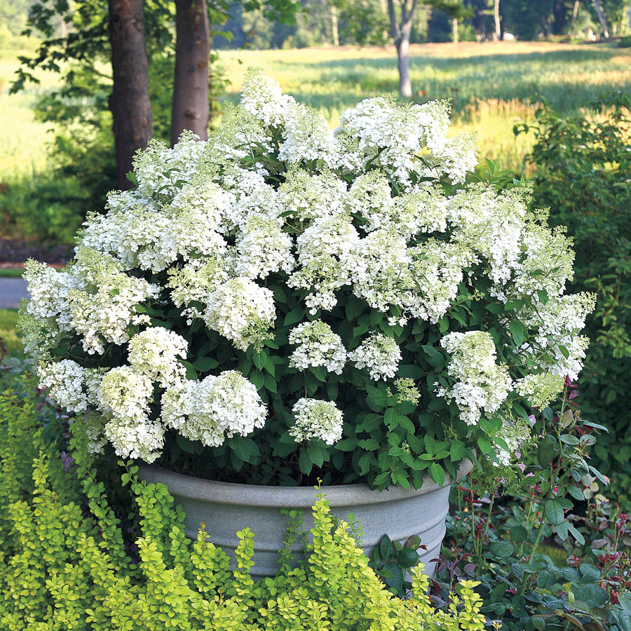 ORTENSIA HYDRANGEA PANICULATA BOBO DA COLLEZIONE VASO 11CM
