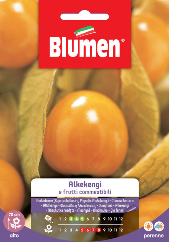 SEMI ALKEKENGI FRUTTI COMMESTIBILI