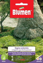 SEMI SAGINA SUBULATA BLUMEN