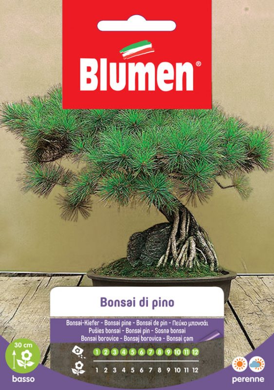 SEMI BONSAI DI PINO