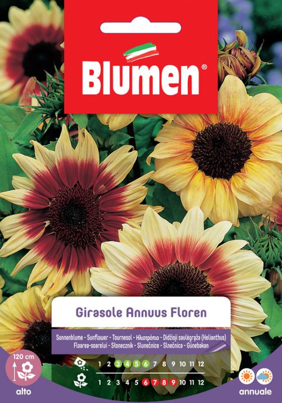 SEMI GIRASOLE ANNUUS FLOREN BLUMEN