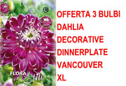 OFFERTA 3 BULBI DAHLIA DINNERPLATE VANCOUVER XL