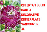 OFFERTA 9 BULBI DAHLIA DINNERPLATE VANCOUVER XL