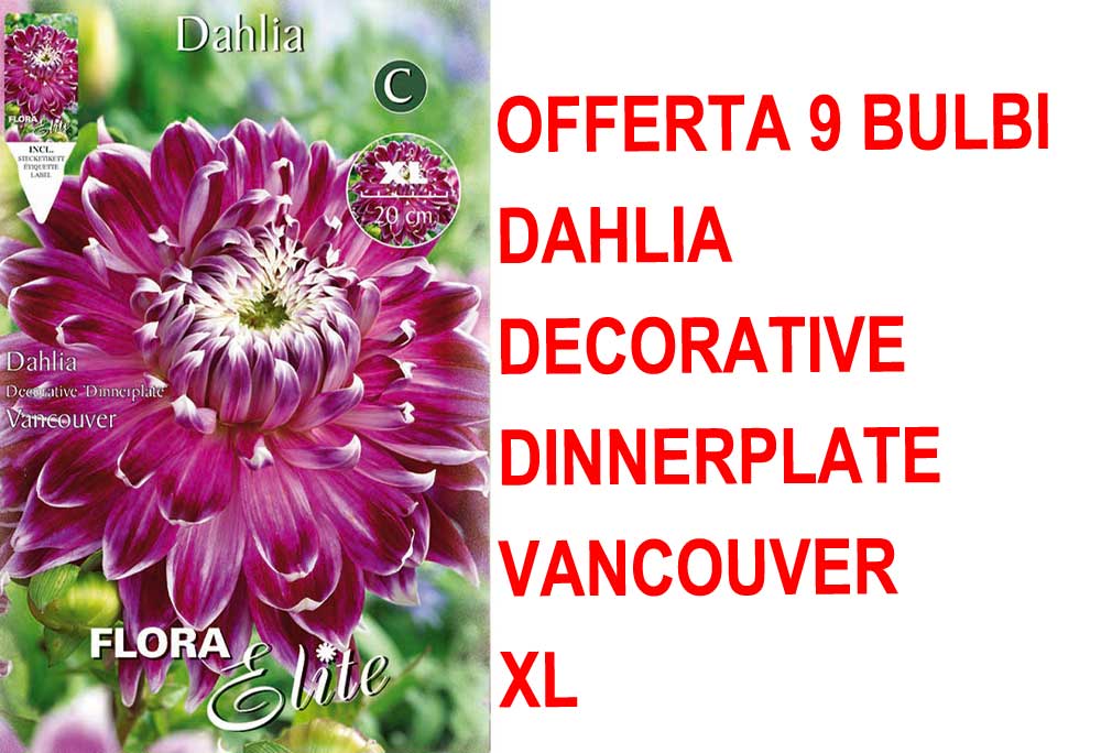 OFFERTA 9 BULBI DAHLIA DINNERPLATE VANCOUVER XL