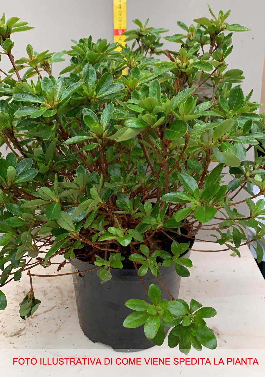 AZALEA JAPONICA RUSTICA AMOENA VASO 18CM