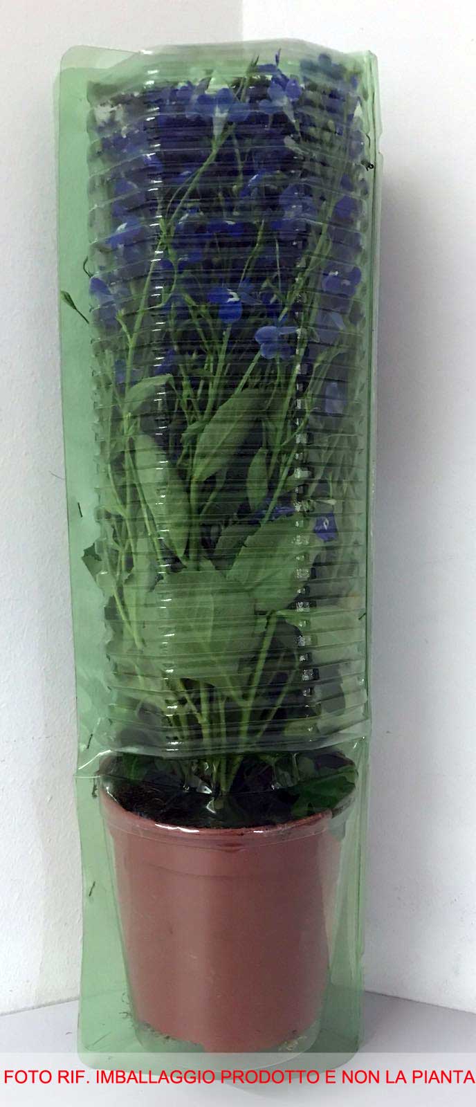 3 PIANTE IN VASO Ø14CM DI HELIOTROPIUM BLU ARBORESCENS