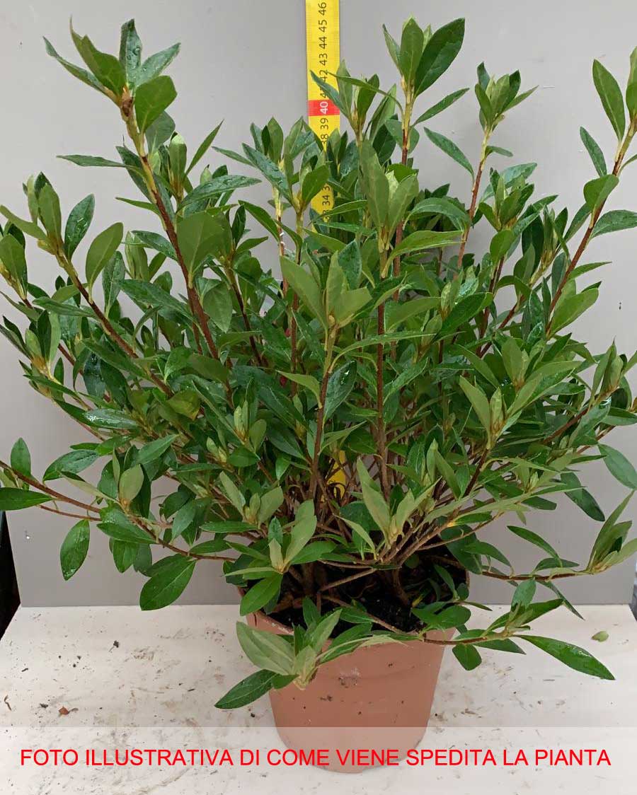 AZALEA JAPONICA RUSTICA MELLE VASO 15CM