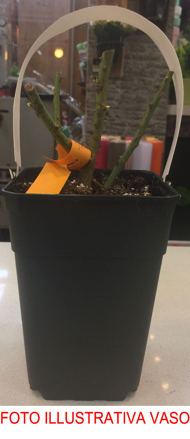 ROSA ARLEQUIN IN VASO 19CM