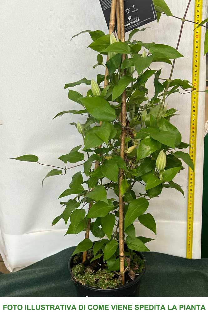 CLEMATIDE CLEMATIS BERNARDINE VASO 23CM