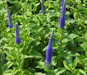 VERONICA SPICATA BLU VASO 18CM