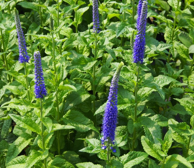 VERONICA SPICATA BLU VASO 18CM