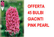 OFFERTA 45 BULBI GIACINTO PINK PEARL