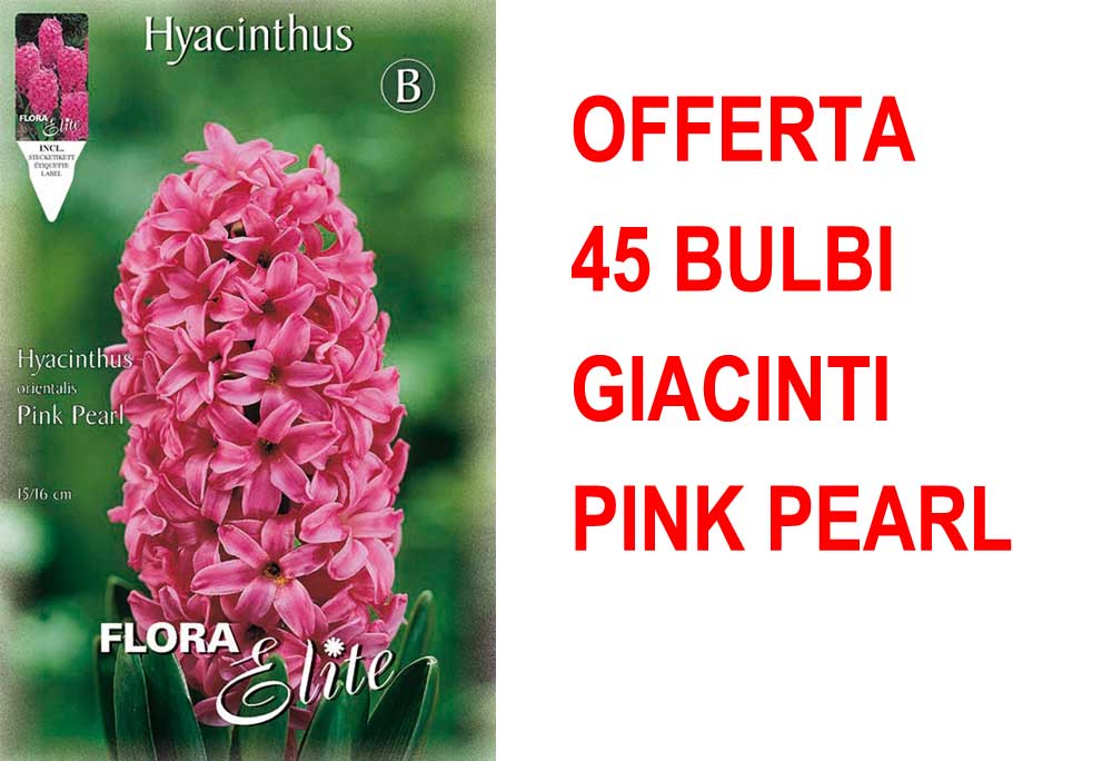 OFFERTA 45 BULBI GIACINTO PINK PEARL