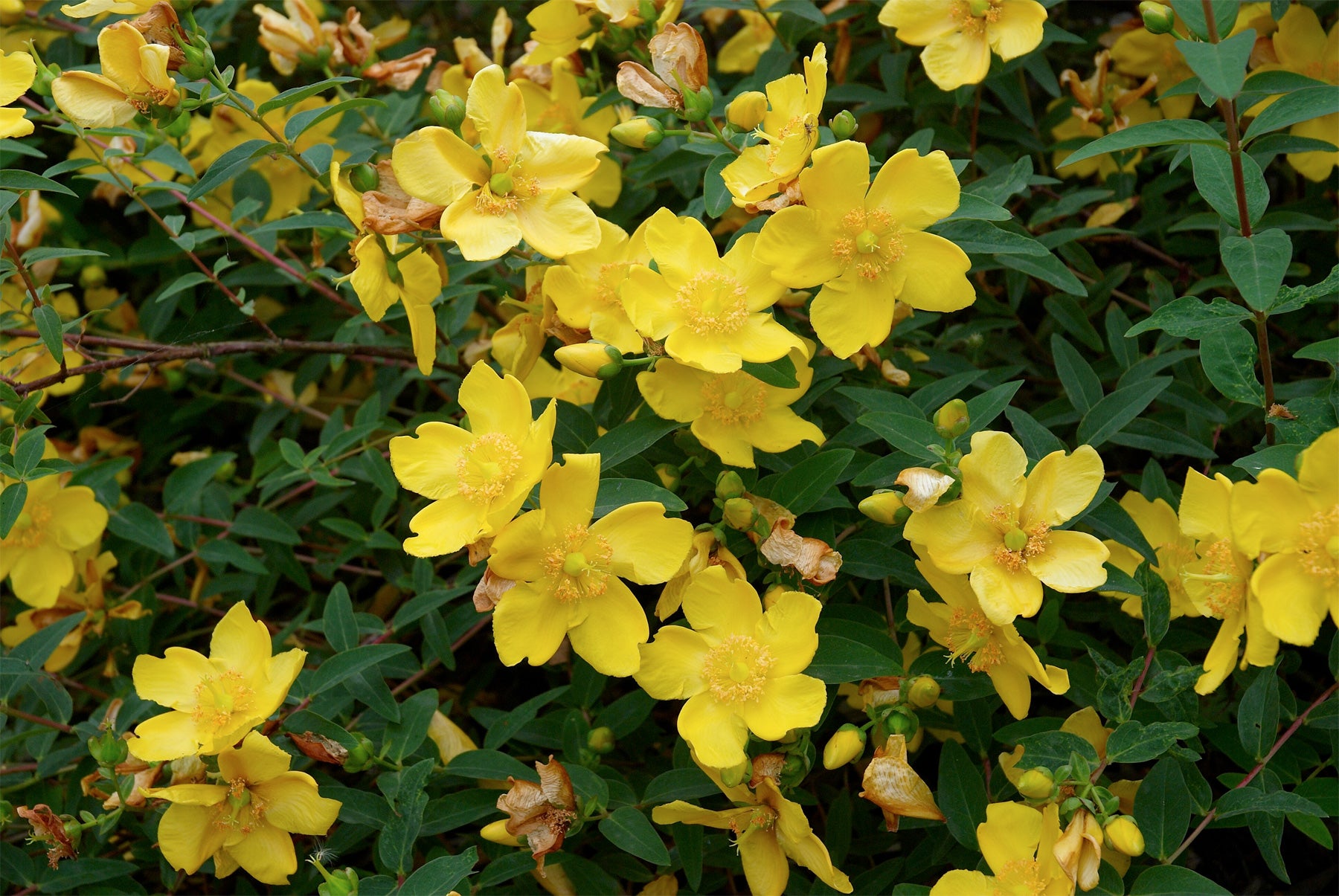 HYPERICUM IPERICO HIDCOTE IN VASO 14CM