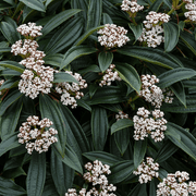 VIBURNO DAVIDII VASO 19CM