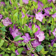 VINCA VIOLA ATROPURPUREA BOX 4 PIANTE