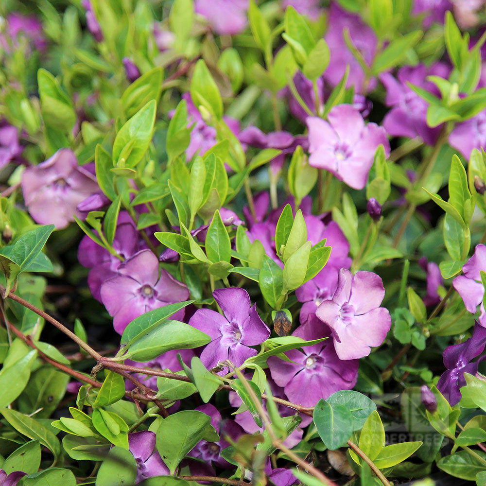 VINCA VIOLA ATROPURPUREA BOX 4 PIANTE