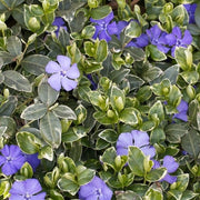VINCA MINOR RALPH SHUGERT VASO 17CM