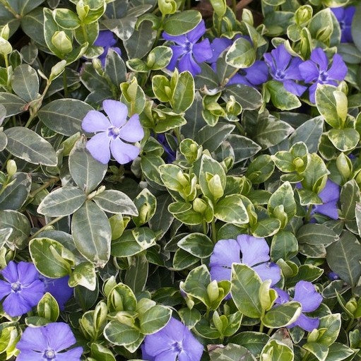 VINCA MINOR RALPH SHUGERT VASO 17CM