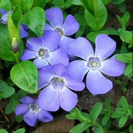 VINCA MINOR IN VASO 16CM