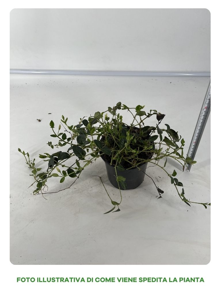 VINCA MINOR BIANCA VASO 13CM