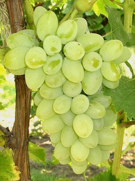 UVA SENZA SEMI APIRENE BIANCA IN VASO 14CM