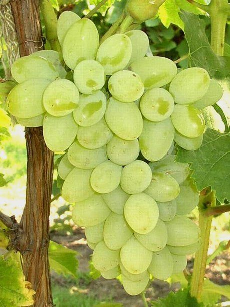 UVA DA TAVOLA APIRENA BIANCA IN VASO 17CM
