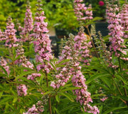 VITEX AGNUS CASTUS GALACTIC PINK VASO DA 18CM