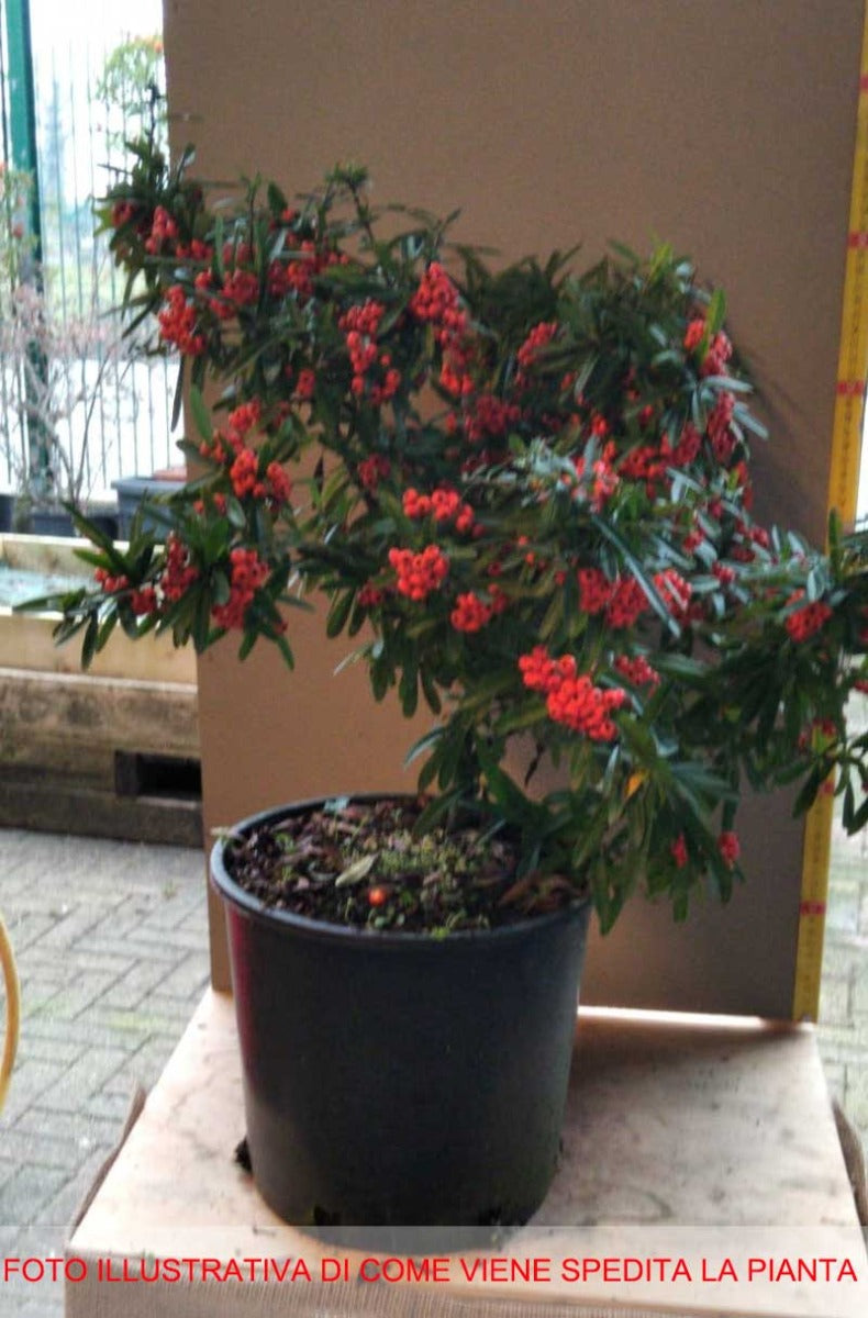PYRACANTHA NAVAHO VASO 25CM