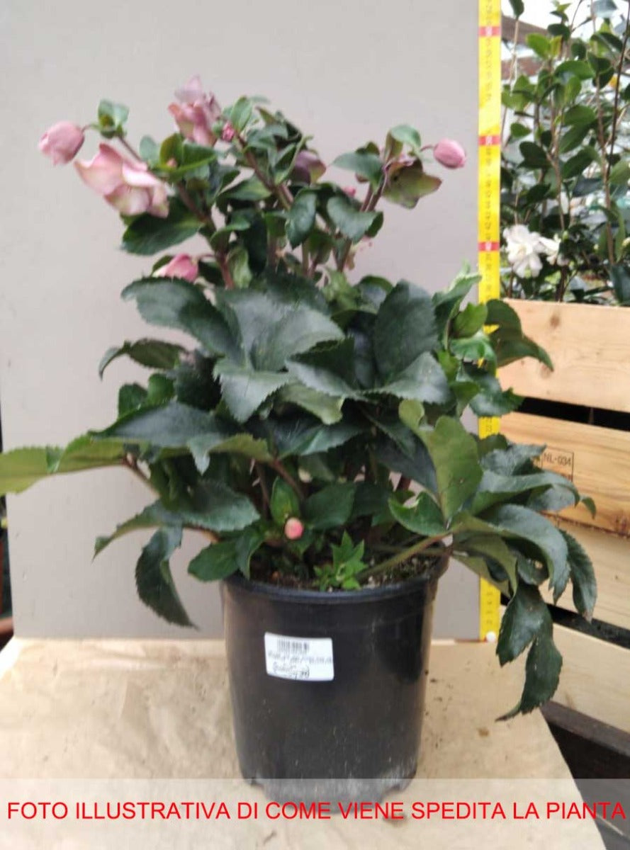 HELLEBORUS ICE N’ ROSES PICOTEE ROSA DI NATALE VASO 15CM