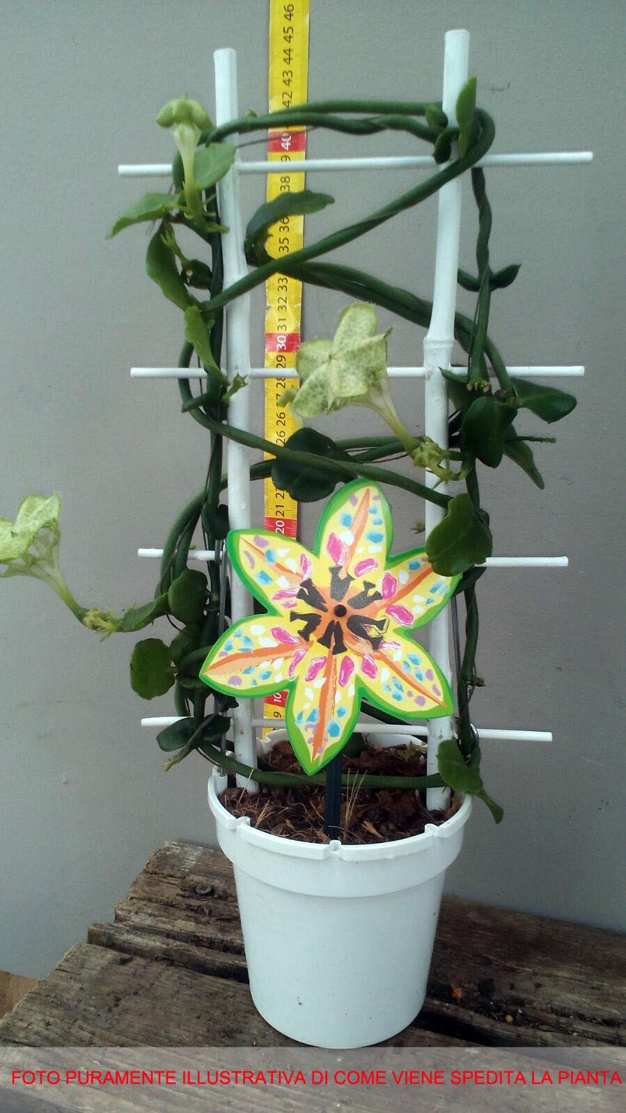 CEROPEGIA SANDERSONII IN VASO 12CM