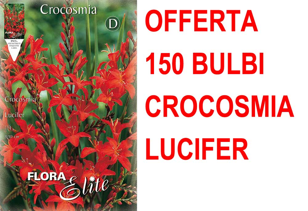 OFFERTA 150 BULBI CROCOSMIA LUCIFER