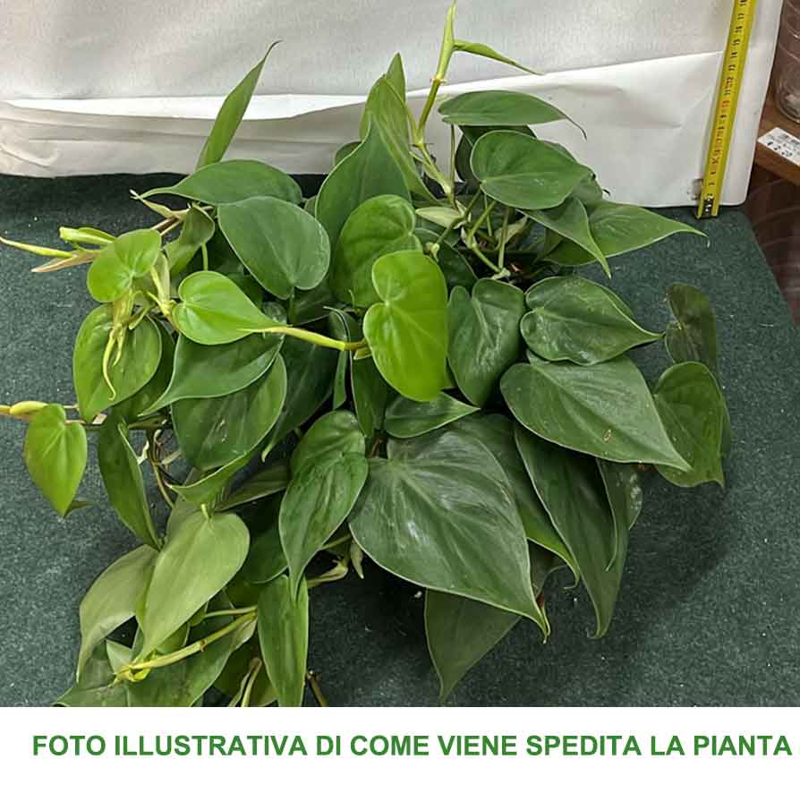PHILODENDRON SCANDENS VASO 17CM