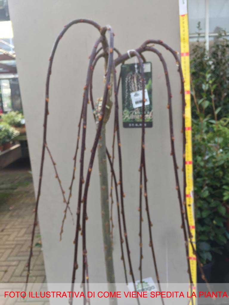 SALIX SALICE CAPREA KILMARNOCK PENDULA VASO 19CM