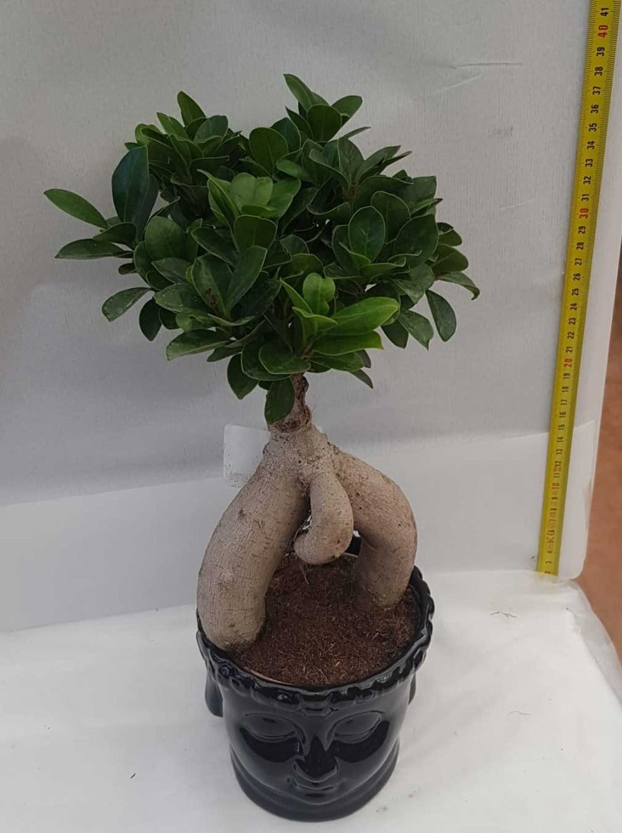 BONSAI FICUS GINSENG VASO BUDDHA 15CM