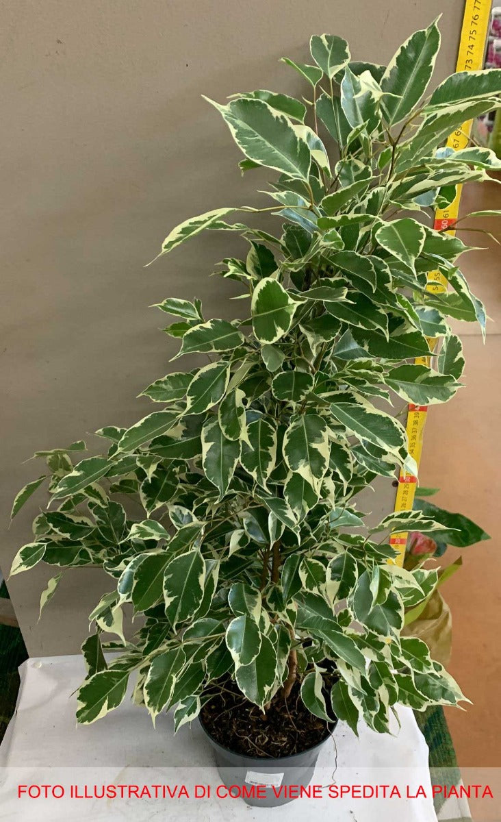 FICUS BENJAMINA TWILIGHT VASO 17CM