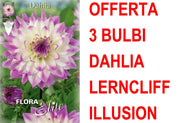 OFFERTA 3 BULBI DAHLIA DINNERPLATE FERNCLIFF ILLUSION