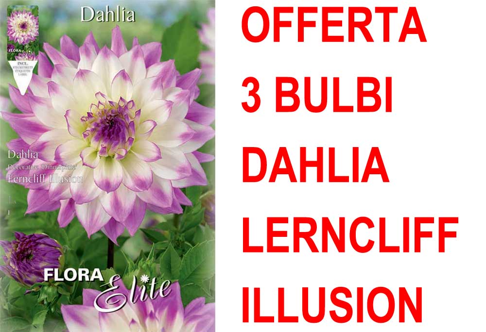 OFFERTA 3 BULBI DAHLIA DINNERPLATE FERNCLIFF ILLUSION