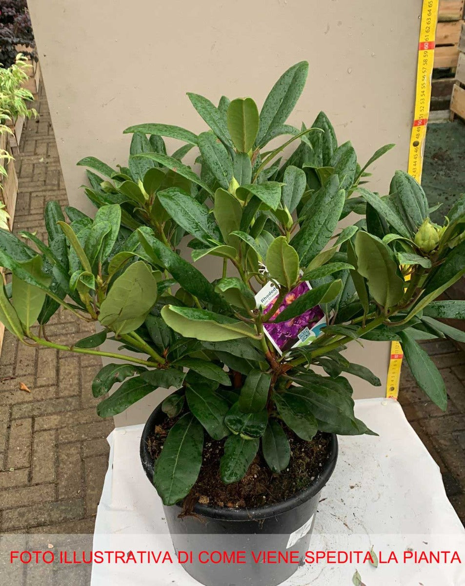 RODODENDRO MARCEL MENARD IN VASO 24CM