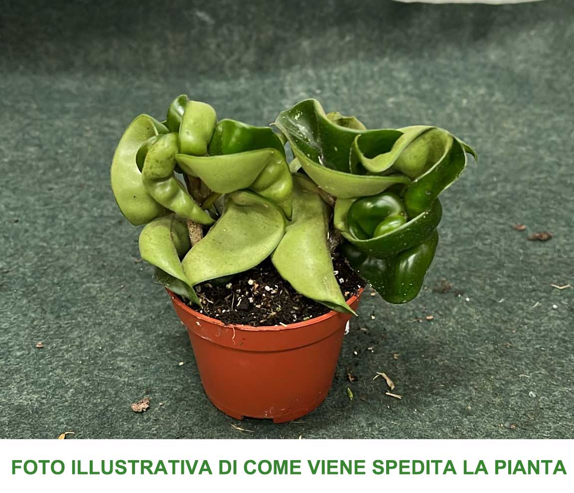HOYA CARNOSA COMPACTA FIORE DI CERA VASO 6CM