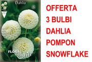 OFFERTA 3 BULBI DAHLIA POMPON SNOWFLAKE