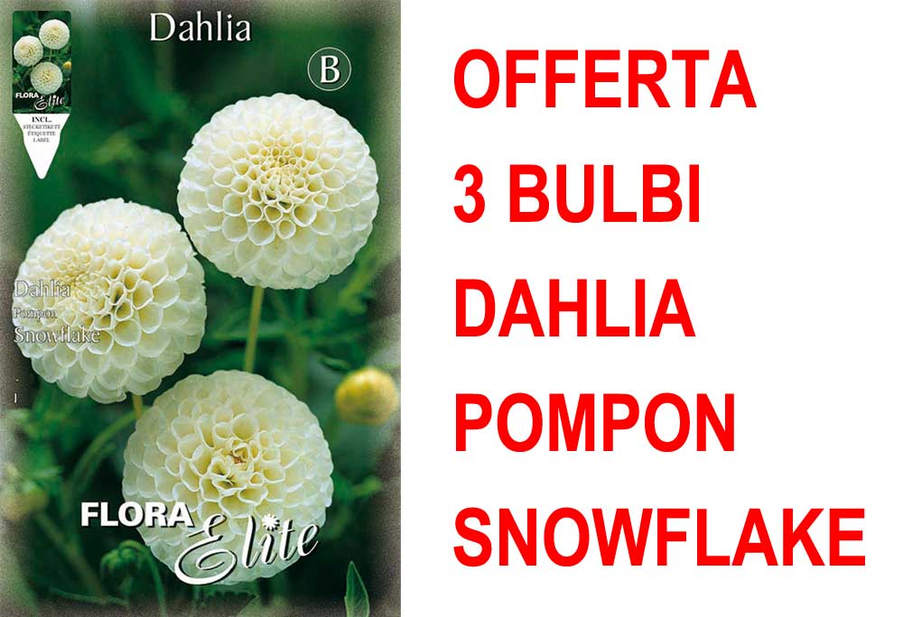 OFFERTA 3 BULBI DAHLIA POMPON SNOWFLAKE
